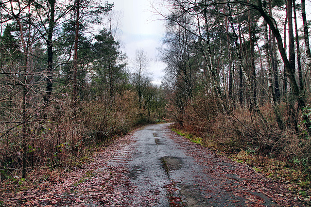 Alte Zufahrtstraße der ehem. Schachtanlage Haltern 1/2 (Haard, Haltern am See) / 26.12.2023