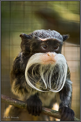 Kaiserbartäffchen Kaiserbartäffchen