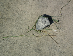 végétal et minéral / rock and grass