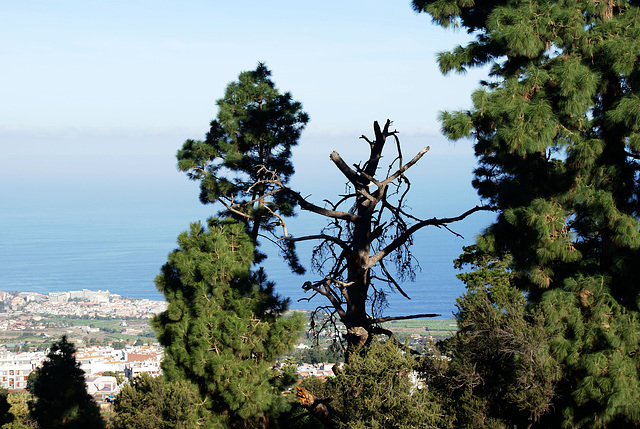 Im Wald während der Fahrt hoch zum Teide. ©UdoSm