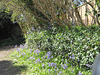 The bluebells are thick in the driveway
