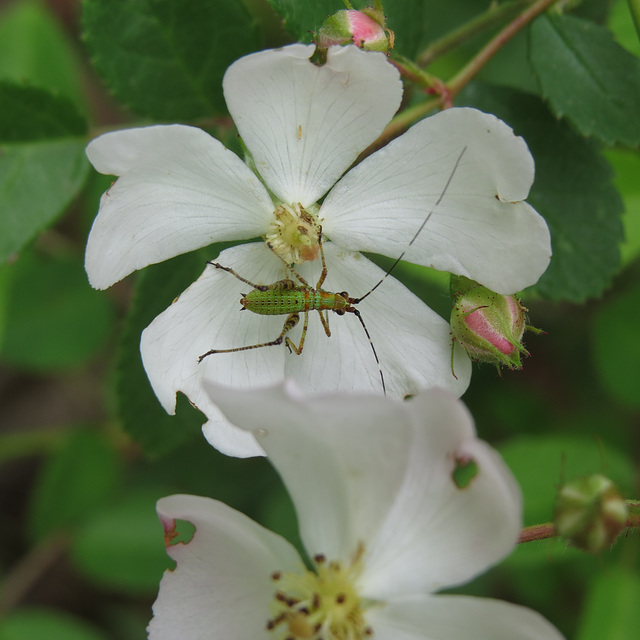 Wild rose with visitor