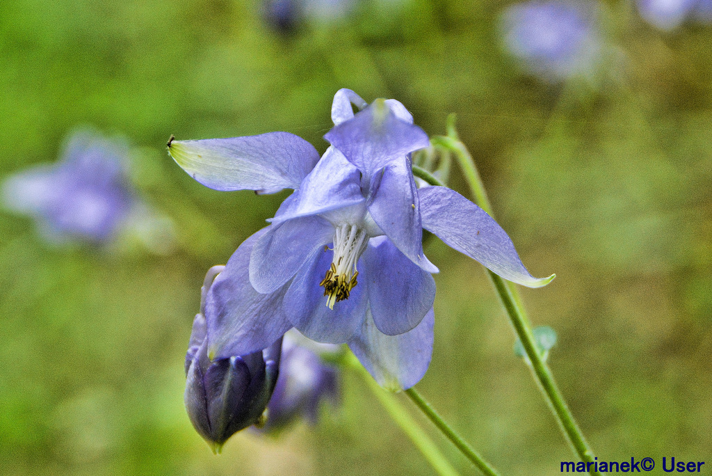 Gemeine Akelei (Aquilegia vulgaris)