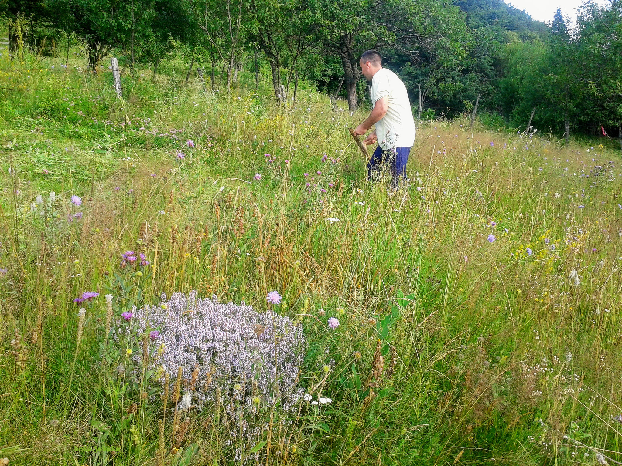 Mowing