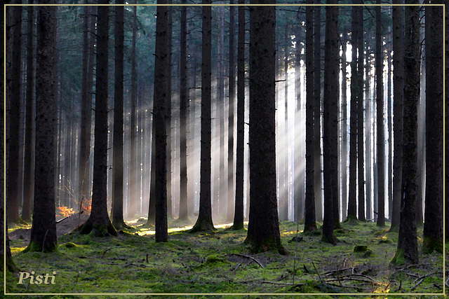 Spaziergang im Wald (pip)