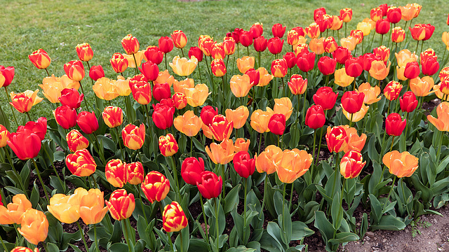 190425 Morges tulipes 0