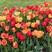 190425 Morges tulipes 0