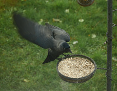 The Jackdaw Swoops!!!