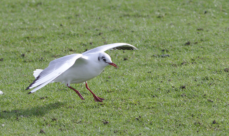 Black headed seagull EF7A9794