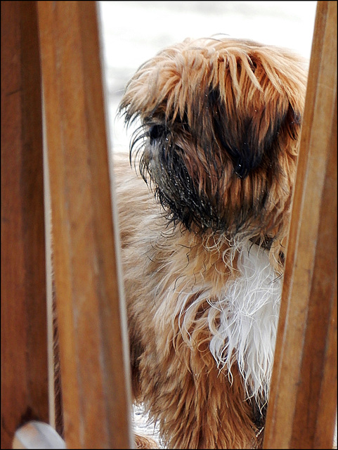 quel temps de chien