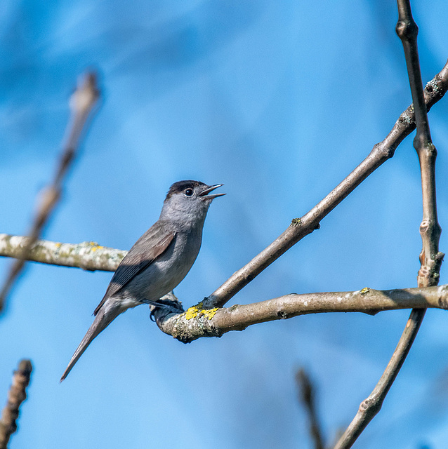 Blackcap