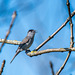 Blackcap