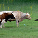 Danube Delta Cattle