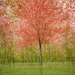 Transition DSC 3705