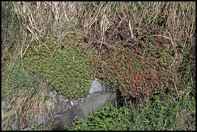 Saxifraga fragosoi = hypnoïdes