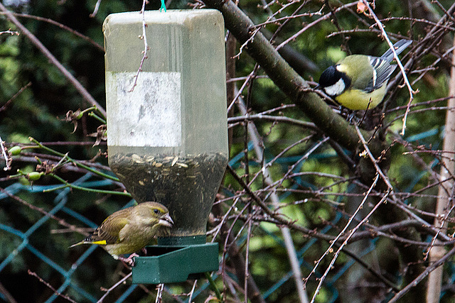 20141228 6146VRAw [D~RI] Grünfink [w] (Carduelis chloris), Kohlmeise (Parus major), Rinteln