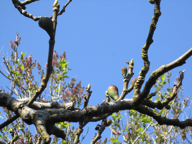 Figs are starting to appear, the lilacs are showing too