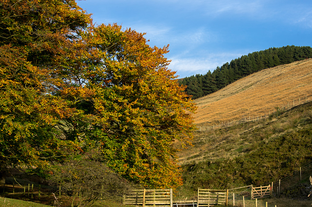 Arnfield Beech colours