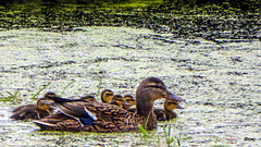 Mallard Close Quarters Convoy