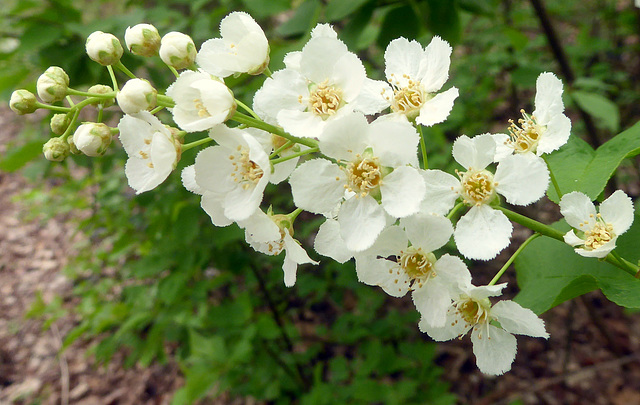 Traubenkirschenblüten 3