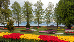 190425 Morges tulipes 1