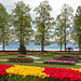 190425 Morges tulipes 1