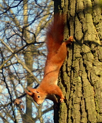 Eichhörnchen (ungewohnt abwärts am Baumstamm)