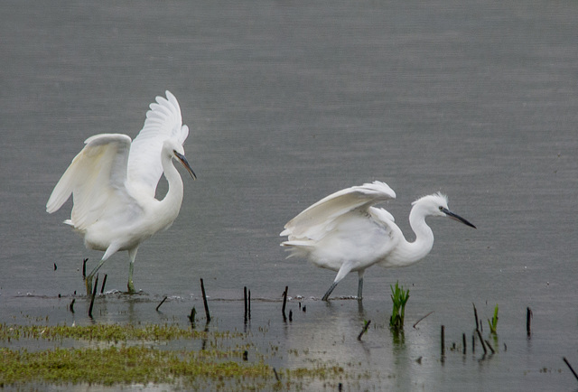 Egrets2 at Burton Wetlands