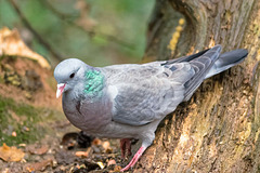 Stock dove (4)