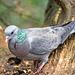 Stock dove (4)