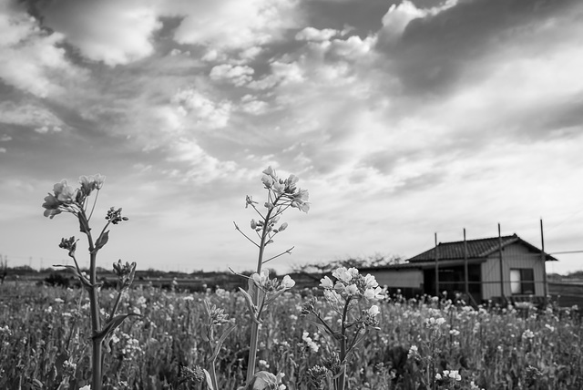 Canola flowers and the sky Canola flowers and the sky