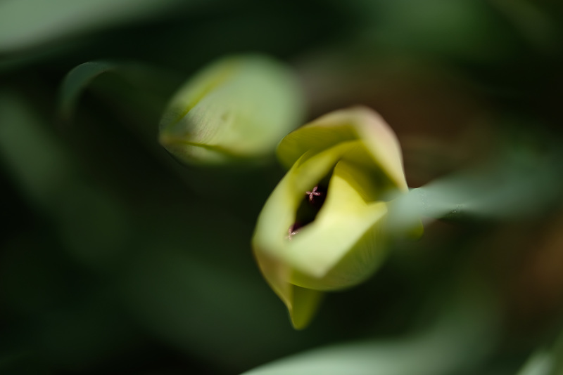 DSCF6450