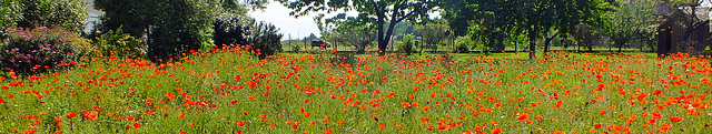 Coquelicots