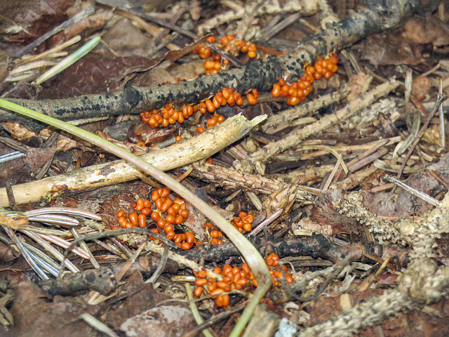Slime mold / Badhamia utricularis? Slime mold / Badhamia utricularis?