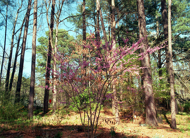 Redbud Tree