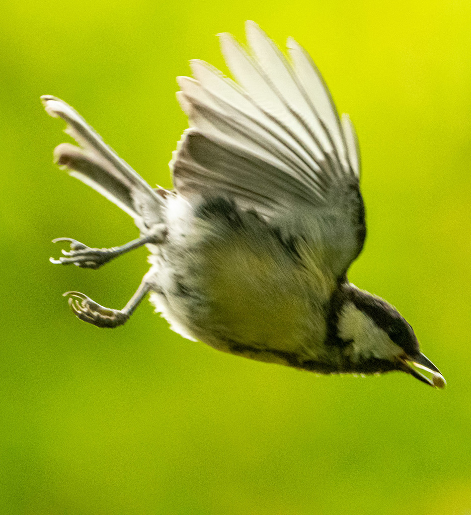 Great tit