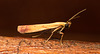 EF7A5994 Moth