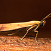 EF7A5994 Moth