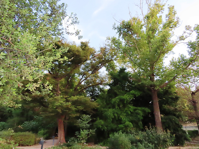 Valencia: Jardín botánico, 43