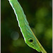 Pre-stage of the Green Pergesa hawkmoth