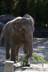 Lecker Bambus (Hagenbeck)