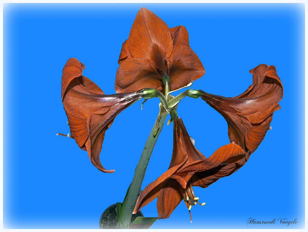 Amaryllis