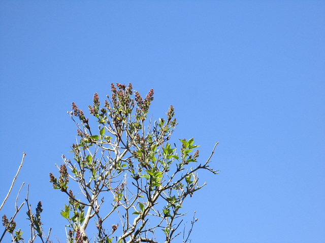 The dark lilac is starting to flower