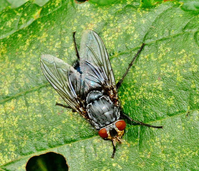 Bluebottle. Blow Fly. Calliphora vomitoria