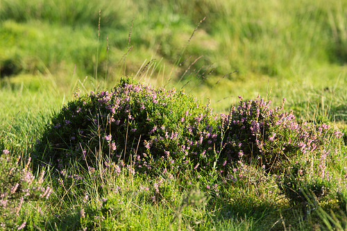 Hildener Heide