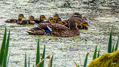 Mallard Close Quarters Convoy