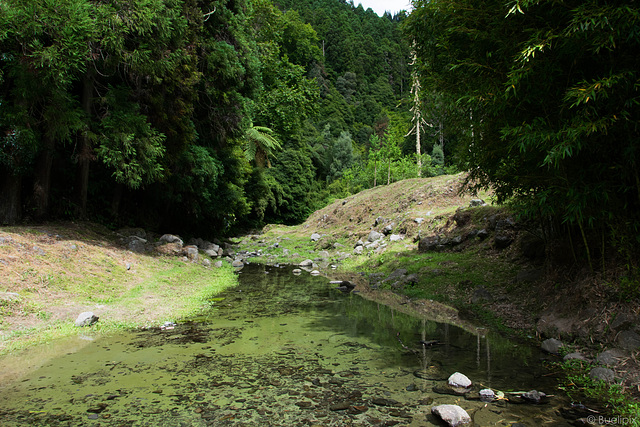 rund um den Lagoa do Furnas (© Buelipix)