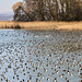 Ansammlung von Reiher- und Tafelenten auf dem Bodensee