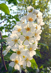 Traubenkirschenblüten 2