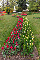 190425 Morges tulipes 2